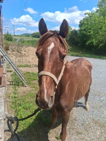 Racking horse 1