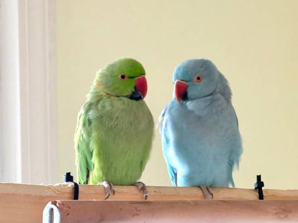 A pair of ringneck in blue female and green male 1.5 years old $600 (Boston)