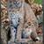Framed Bobcat Picture 4 thumbnail