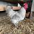 Chickens 5 thumbnail