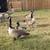 Charming 3 Bed/2 Bath Single Family Home in Moore, OK - $1325/month 22 thumbnail
