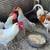 Flock 2 thumbnail
