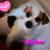 Beautiful pup 5 thumbnail