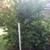 Cherry Laurel - 8 ft 1 thumbnail