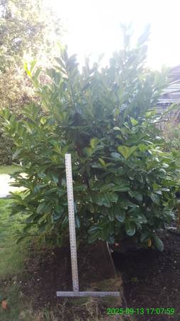 Cherry Laurel - 8 ft 1