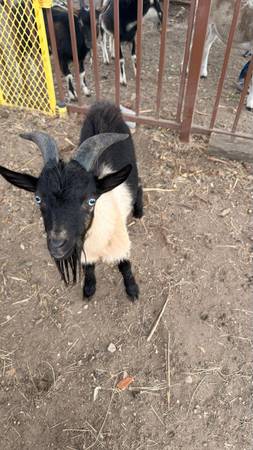 Blue eyed Buck 1