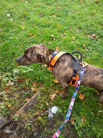 Male pit 1