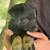 Shepard mix puppies 6 weeks old 15 thumbnail