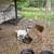 Goats & chickens 2 thumbnail