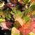 Crotons various colors and sizes 1 thumbnail