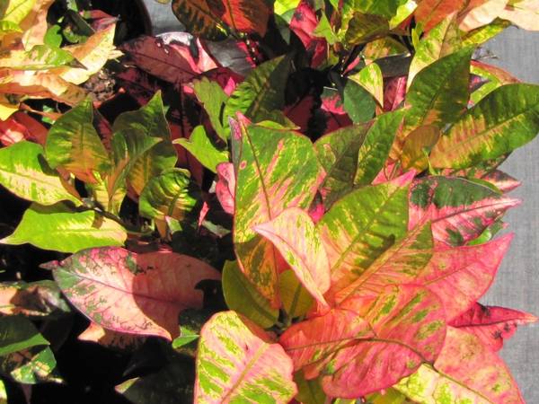Crotons various colors and sizes 1