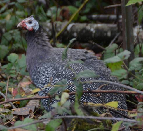 Young Guinea Fowl — Pasture Raised 1