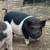 Kunekune (Kune kune) pigs and pork 9 thumbnail