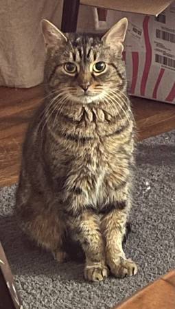 3yo domestic tiger cat (Batavia)