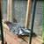 Pouter pigeons 6 thumbnail