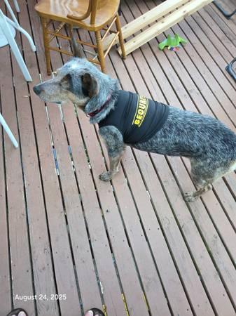 Cute security and Mr.Cool t shirts for small dogs (Lake Whatcom)63613582875907121