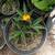 Dwarf Spiral Ginger 1 thumbnail