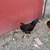 Roosters 5 thumbnail