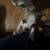 Rehoming puppies. Small fee 6 thumbnail