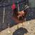 Rhode island red 1 thumbnail