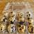 Coturnix Quail hatching eggs 2 thumbnail
