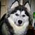 Siberian Husky 2 thumbnail
