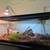 Rehoming Corn Snake 1 thumbnail
