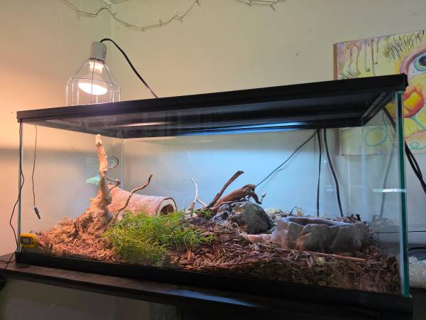 Rehoming Corn Snake 1
