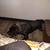 Cane Corso Male 3 thumbnail
