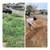 Yard Cleanup/Roof Moss Removal/Pressure Washing/Fencing/Landscaping 3 thumbnail