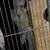 Indian Ring Neck 2 thumbnail