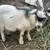 Pygmy goats 1 thumbnail