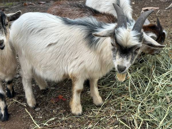 Pygmy goats 1