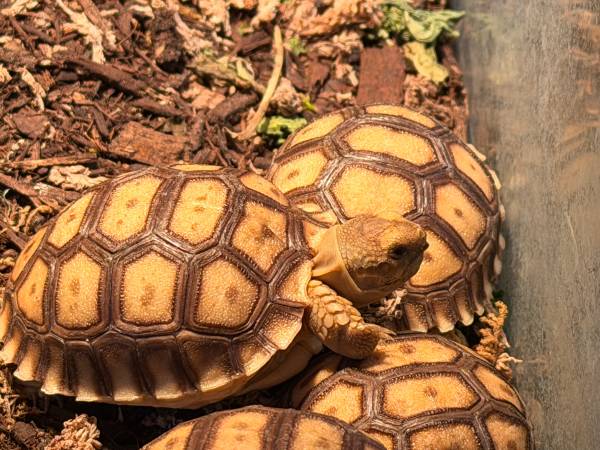 Tortuga sulcata bebé encantadora