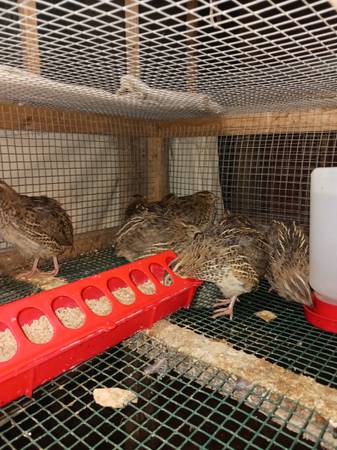 Coturnix quail 1