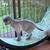 Grey Cat 1 thumbnail