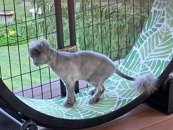 Grey Cat 1
