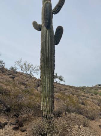 Large Cactus UHaul 1