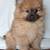AdoptPom BOY PuP 1 thumbnail