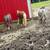 Registered Mini Pony Pair 4 thumbnail