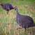 Guinea hens 2 thumbnail