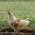 Fertilize eggs and Roosters 1 thumbnail