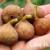 Little Ruby Fig Tree 4 thumbnail