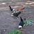 4 Polish Hens 1 thumbnail