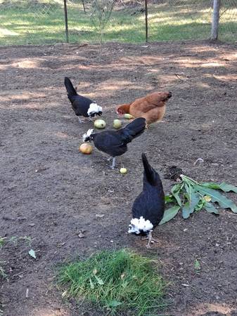 4 Polish Hens 1