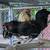 Free roosters 5 thumbnail