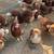 Chickens 2 thumbnail