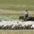 Sheeps Cows, or Goats 3 thumbnail