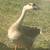 African Goose friendly and sweet raised free range organic 2 thumbnail