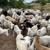 Sheep 1 thumbnail